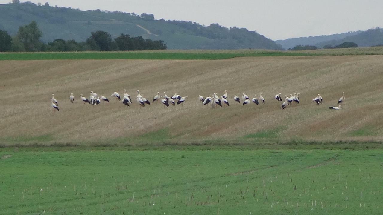 Gite Le Petit Moulin Rosenwiller Buitenkant foto